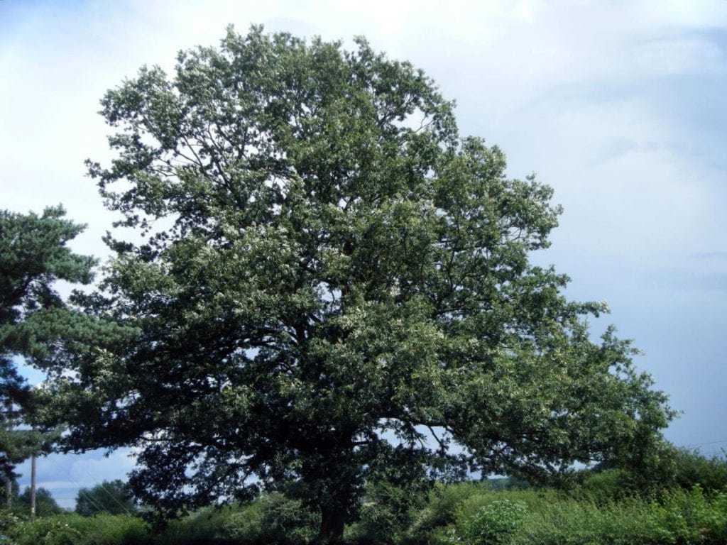 QUERCUS CERRIS