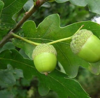 Todo lo que debes conocer sobre la Quercus Humilis aqui