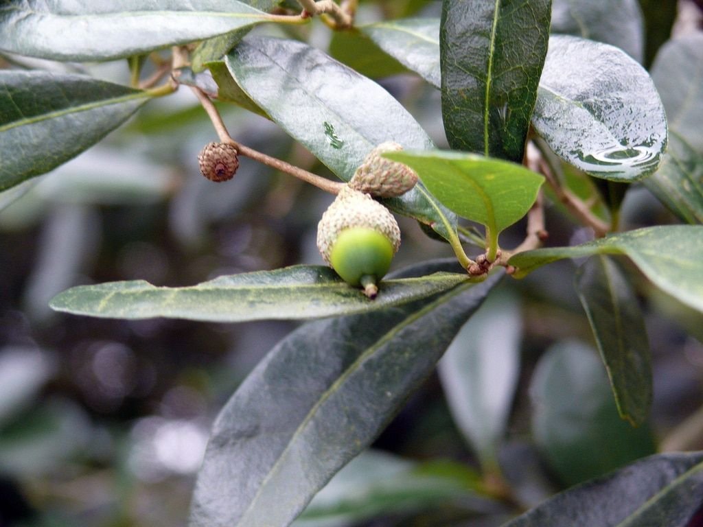 Quercus virginiana