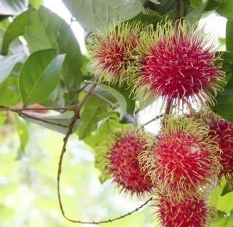 Rambután: características, propiedades, beneficios, usos, y más