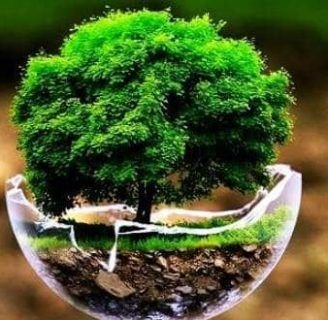 Descubre todo sobre el Roble Bonsai y cómo cultivarlo