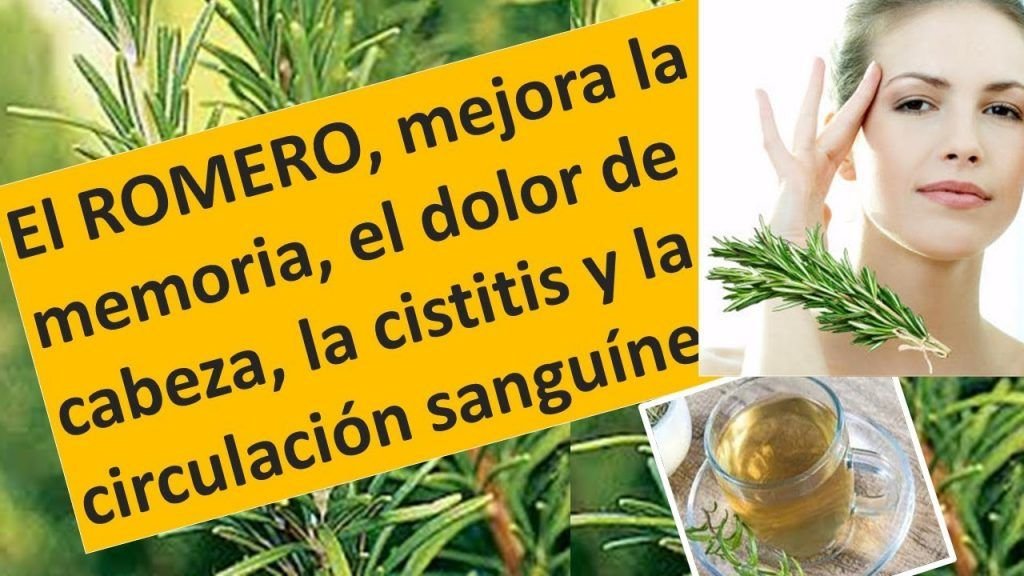 Romero Planta Medicinal