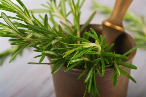 Romero Planta Medicinal