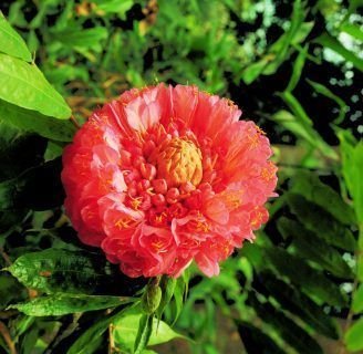 Conoce todo sobre la hermosa Rosa de Montaña aqui