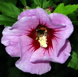 Descubre todo sobre la Rosa de Siria: origen, beneficios y más