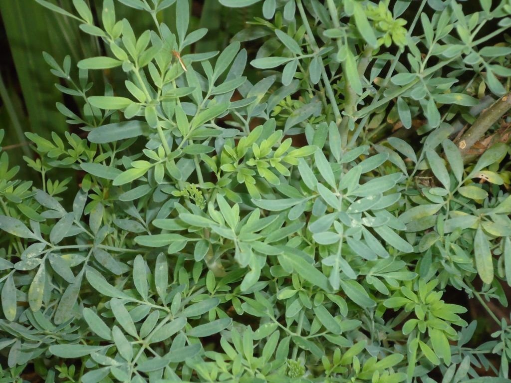 Romero Planta Medicinal