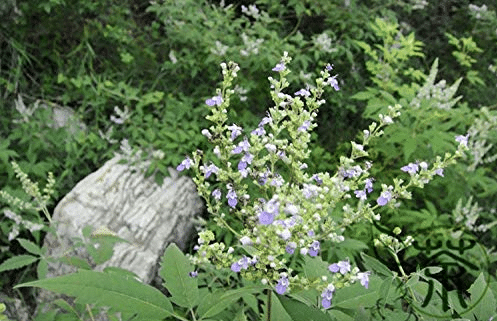 Vitex negundo