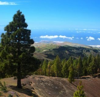 Descubre todo sobre el Pino Canario y su resistencia a los incendios