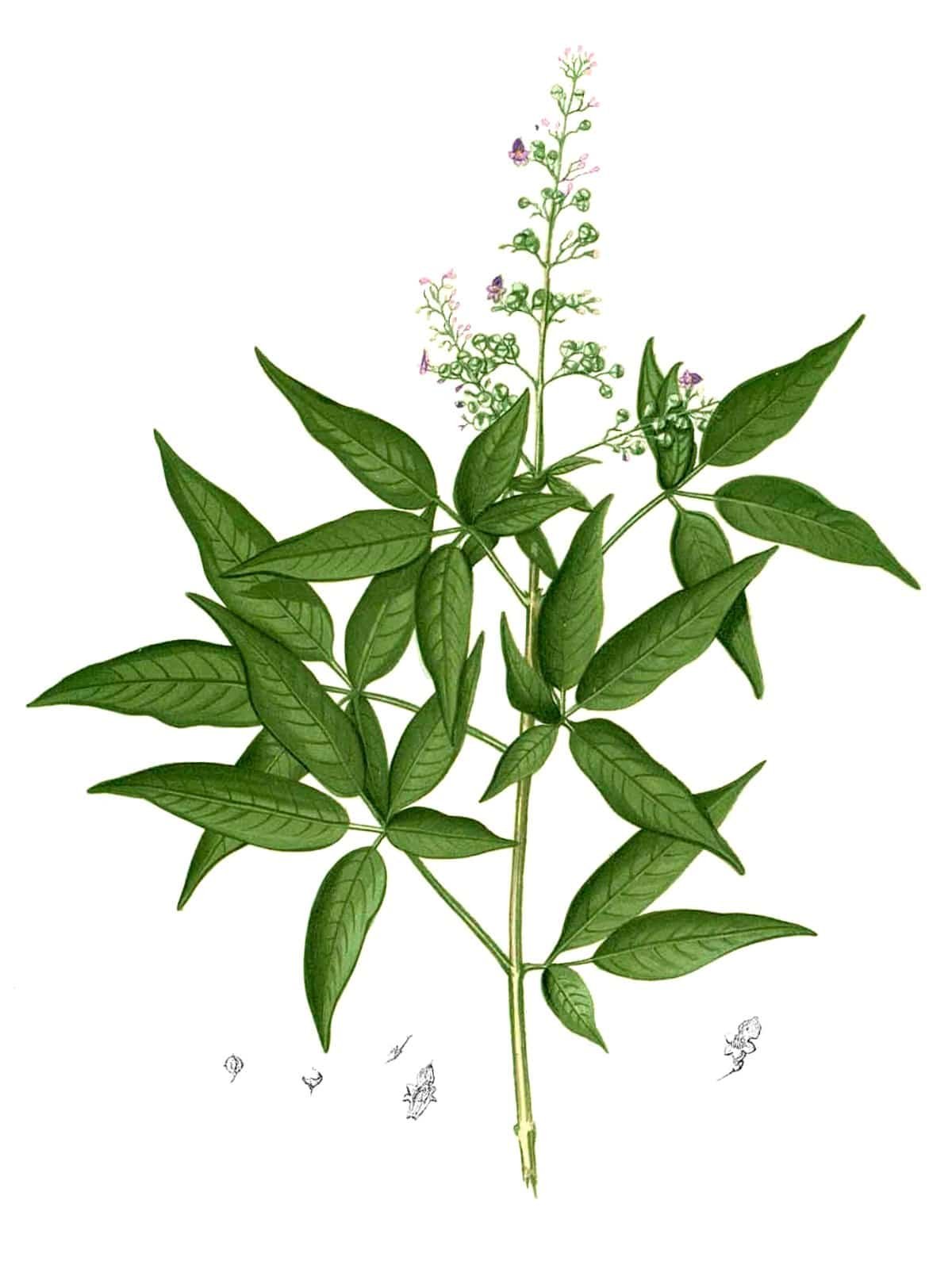 Vitex negundo