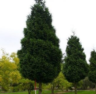 Conoce todo sobre el Árbol de la vida