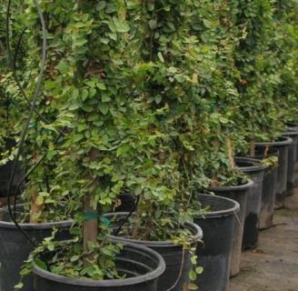 Ficus Pumila: crecimiento, reproducción, cuidados, propagación, y más