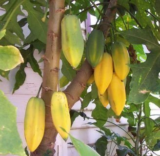 Babaco: propiedades, fruta, ¿Para qué sirve?, y mucho más