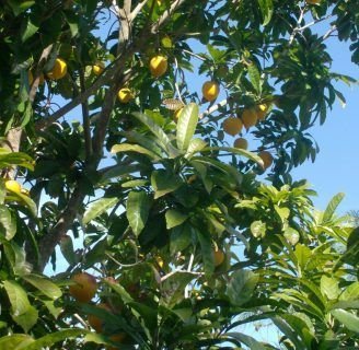 Canistel: origen, propiedades, taxonomía, beneficios y más