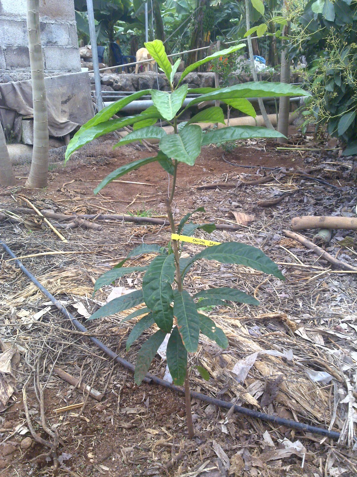 Canistel