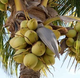 Cocotero: Características, cuidados, enfermedades, y más