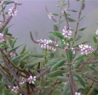 Las Verbenaceae: características, propiedades, morfología, y más