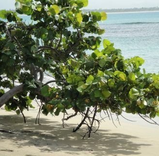 Aprende todo lo necesario sobre la Uva de Playa aquí