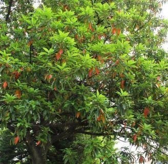 Conoce todo lo que debes saber sobre la Persea Indica aqui