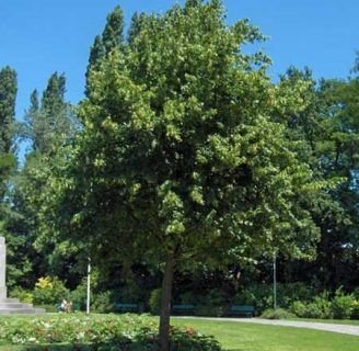 ¿Conoce el Tilo de hojas largas? Aprenda todo sobre él aquí