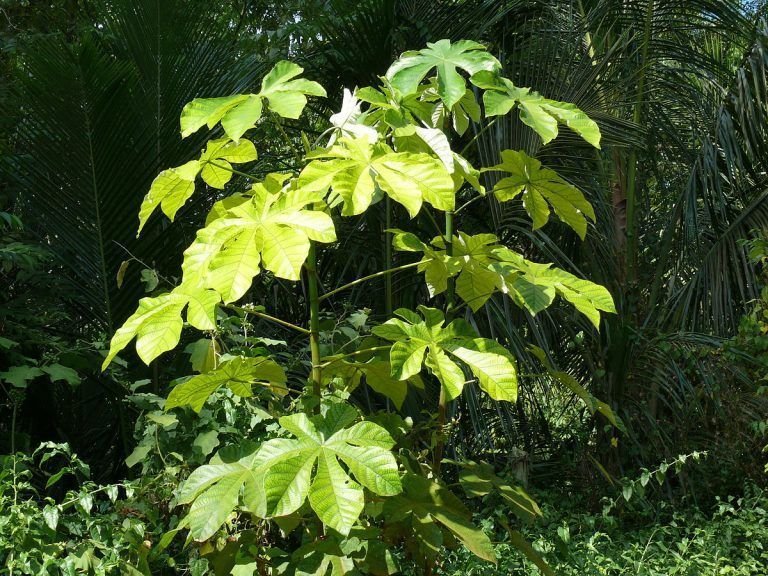 Garimo Tree El Guarumo: características, propiedades, ¿Para qué sirve?, y más