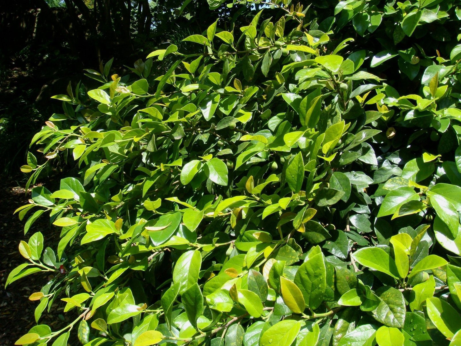ficus pumila