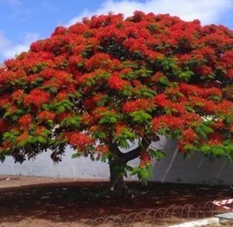 Flamboyan: origen, características, cuidados, y lo que debes saber