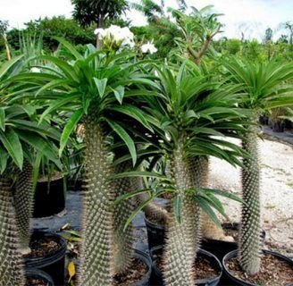 Palma de Madagascar: características, semilla, reproducción y más