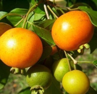 Guabiroba: características, fruto, beneficios, y más