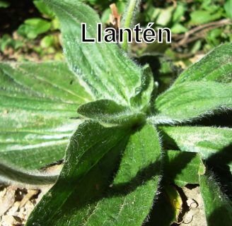 Llantén: ¿qué es? ¿para qué sirve? Origen taxonomía y mucho más