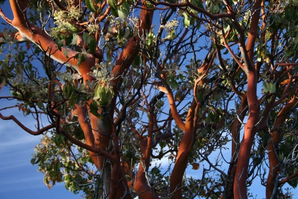 MADROÑO: Características, propiedades, cuidados, frutos y más