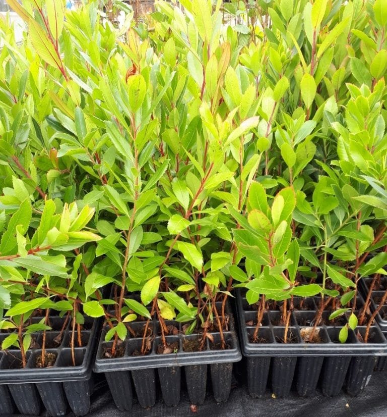 MADROÑO: Características, propiedades, cuidados, frutos y más