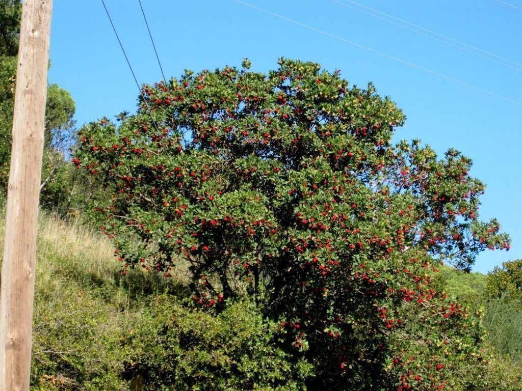 MADROÑO: Características, propiedades, cuidados, frutos y más
