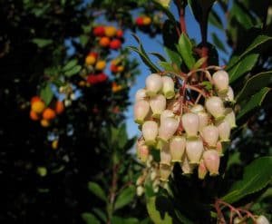 MADROÑO: Características, propiedades, cuidados, frutos y más
