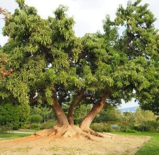 Ombú: características, taxonomía, reproducción, cuidados, y más
