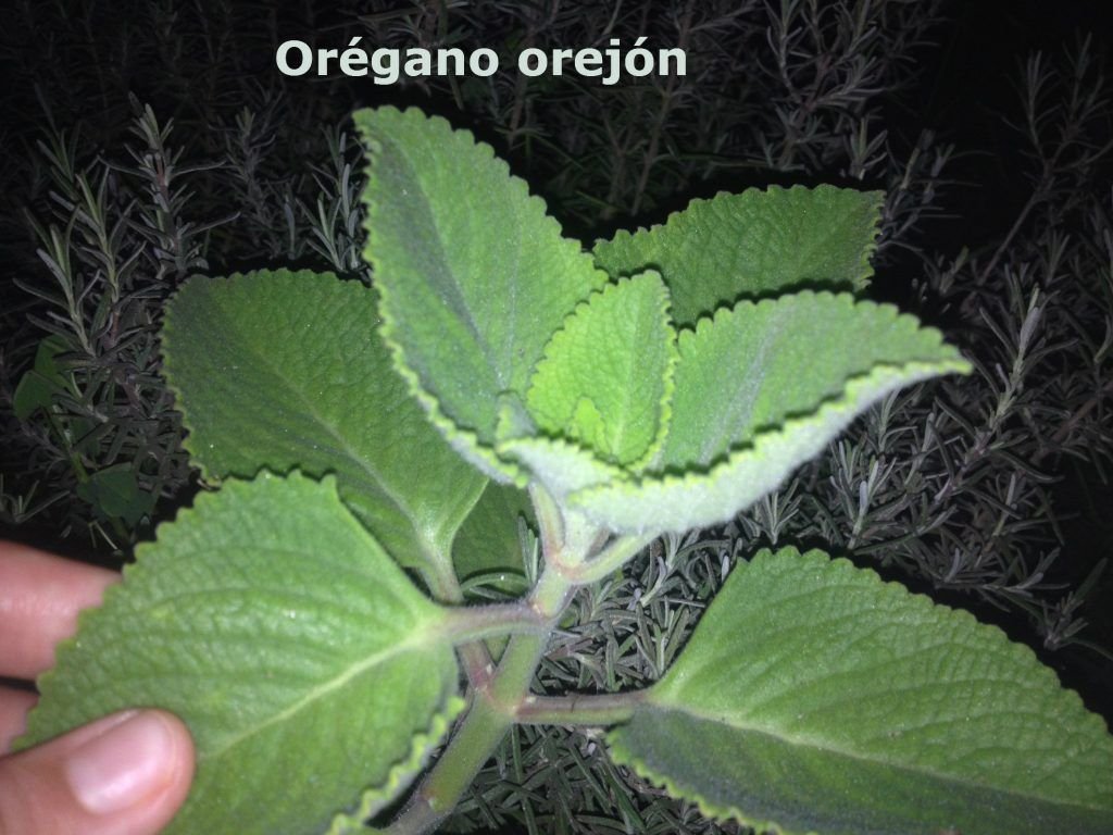 OREGANO: ¿qué es? Historia, origen, taxonomía y mucho más