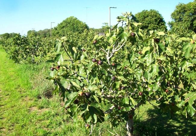 Higuera 3