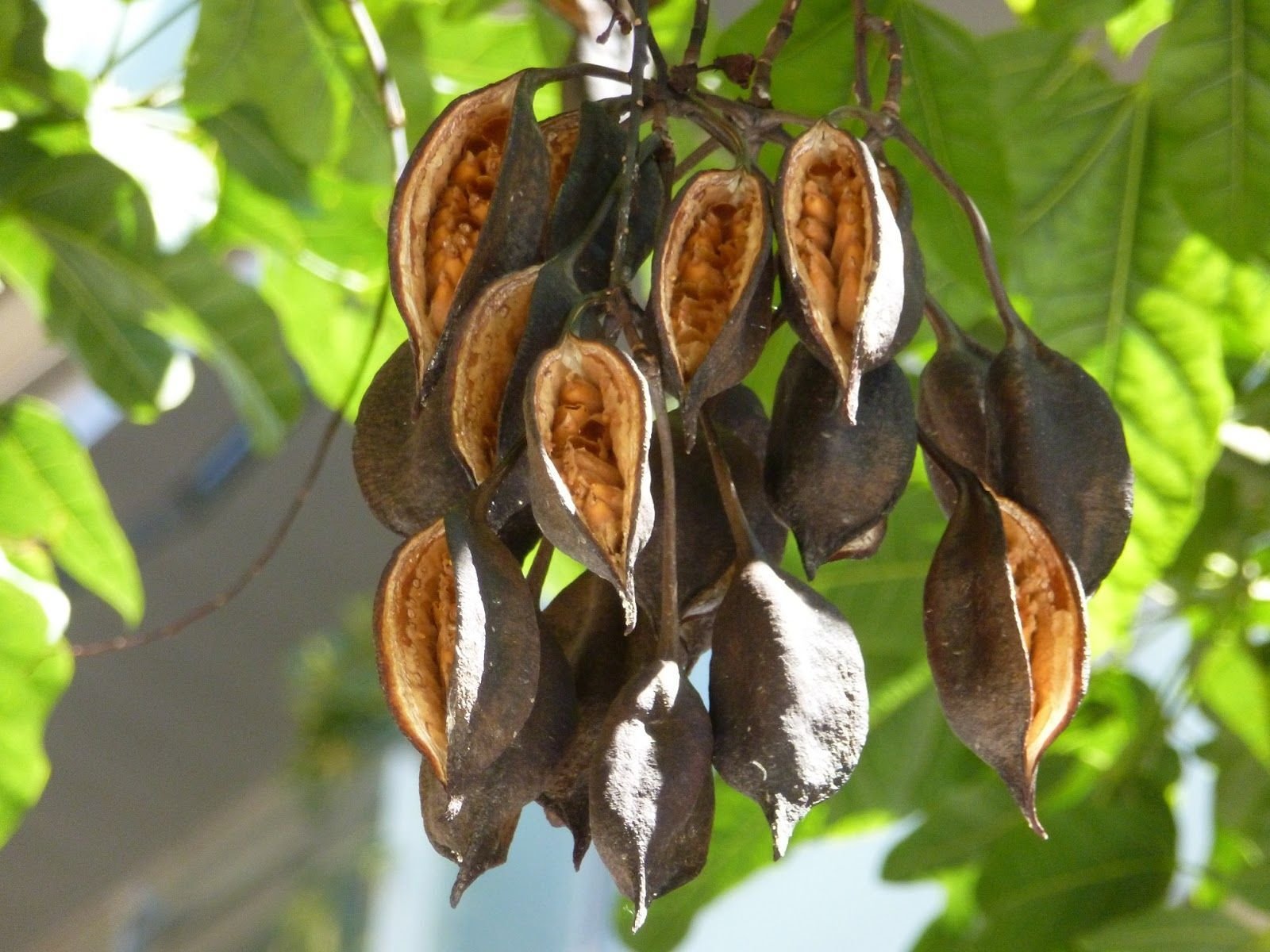 ÁRBOL DE FUEGO: leyenda, características, cuidados, usos, y más