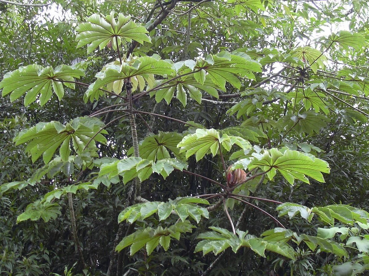 ambay planta