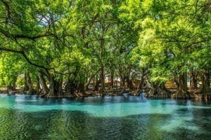 AHUEHUETE características, propiedades, crecimiento, cuidados y más