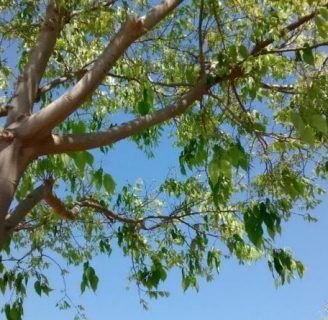 Almez: características, crecimiento, plagas, poda, y más