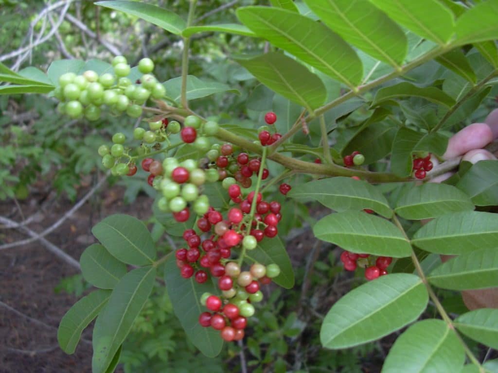 Anacahuita
