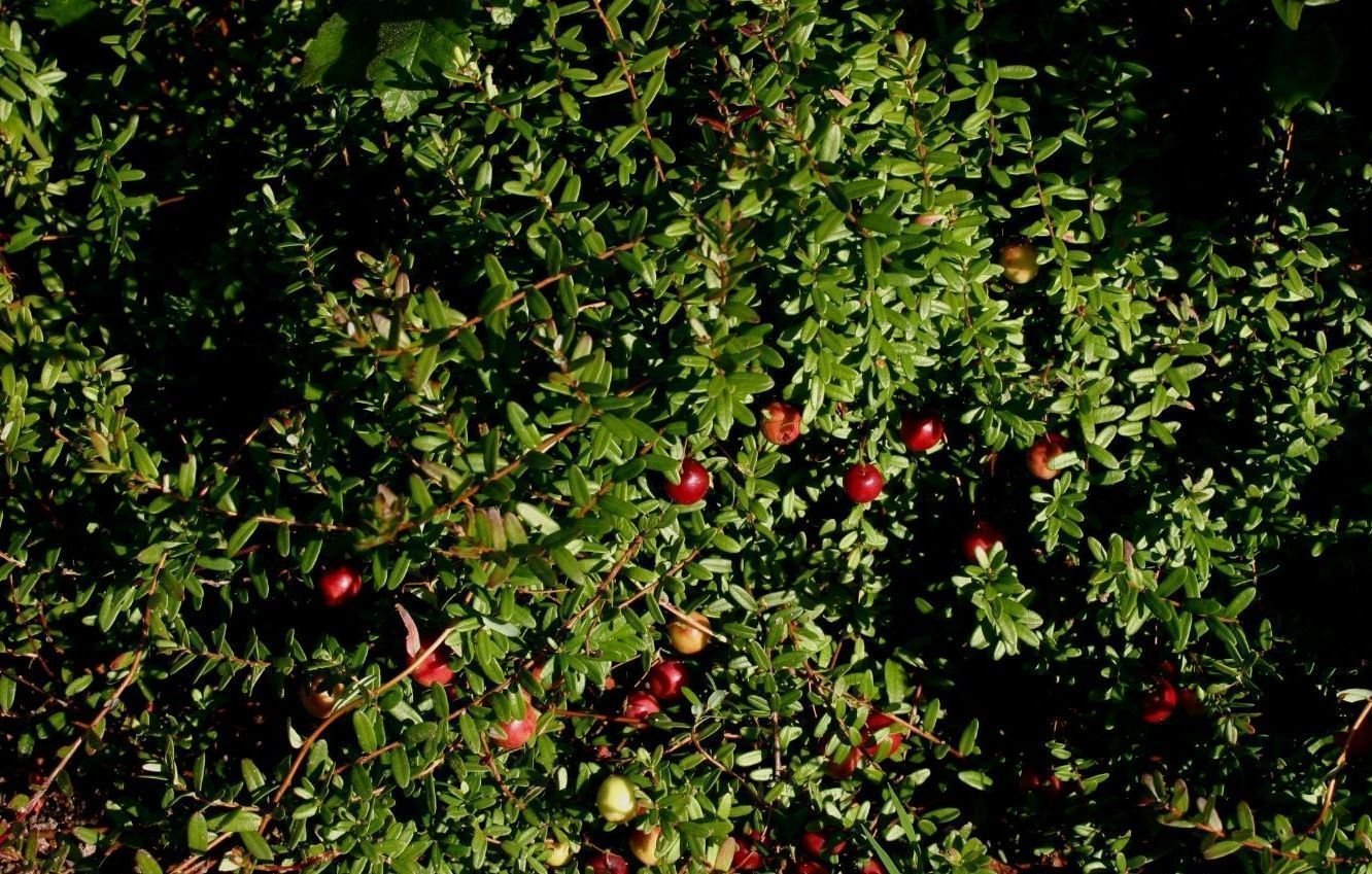 ARÁNDANO ROJO: propiedades, beneficios, contraindicaciones y más