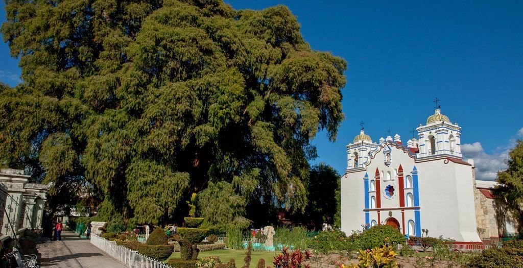 Árbol del tule