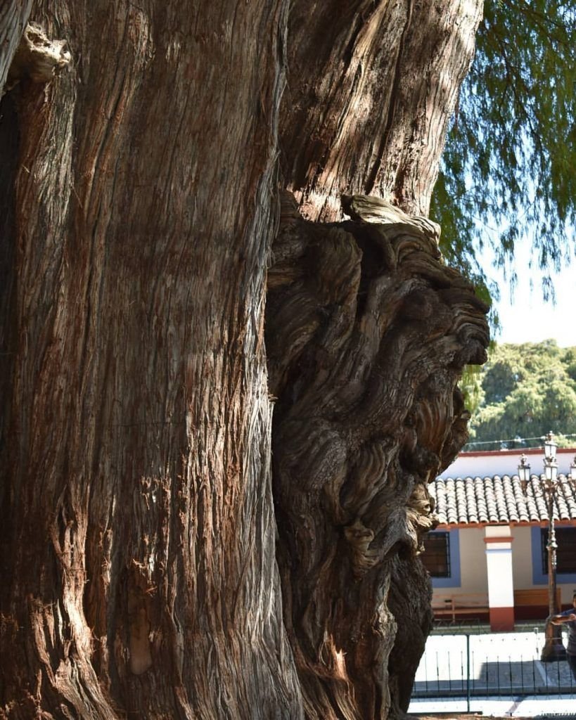 Árbol del tule