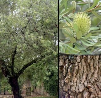 Aprende todo sobre las Banksia