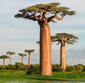 Aprende todo sobre el fantástico Baobab y sus variedades