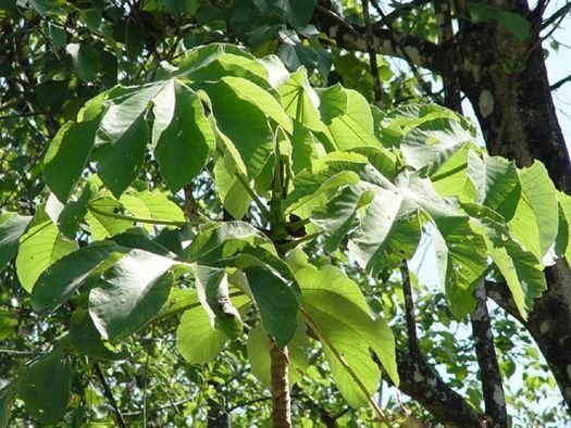 ceproceacias