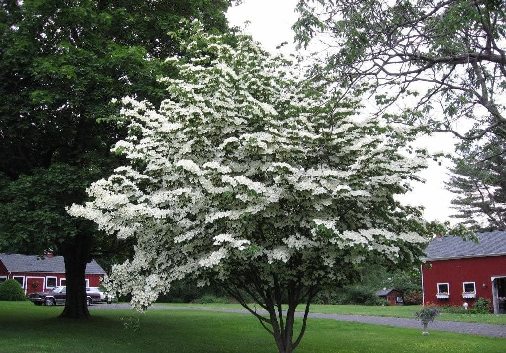 Cornus Kousa-1