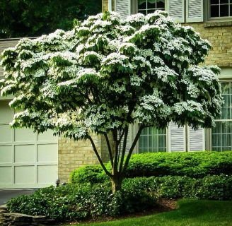 Cornus Kousa: origen, fruto, plantación, variedades y más