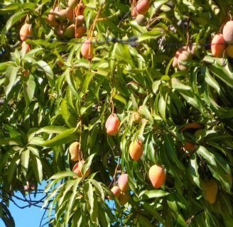 Mangifera: propiedades, taxonomía, hábitat, especies y más